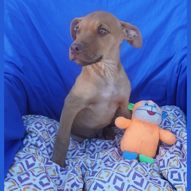 Photo of Ares