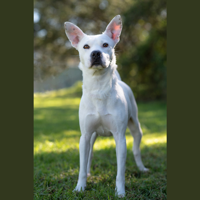 Photo of Casper