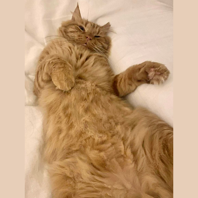 Photo of Ginger Boy