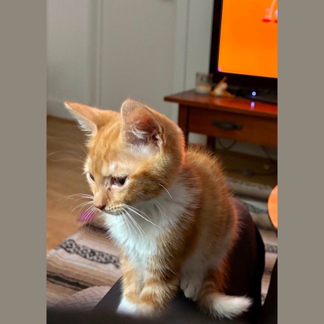 Photo of Mango