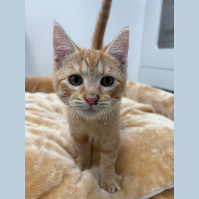 Photo of Cheeto