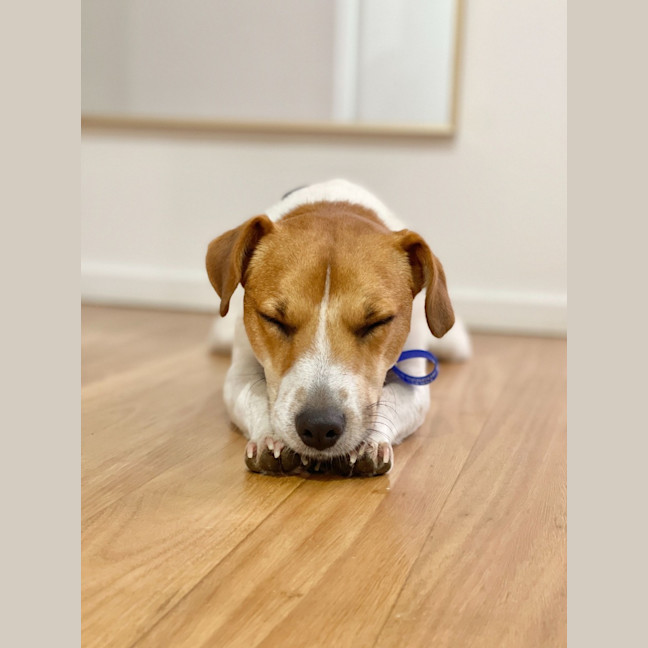 Photo of Dale   18 Month Old Jack Russell 