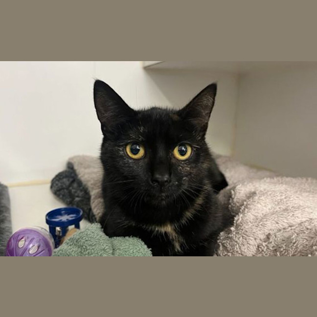 Photo of Bella Monday