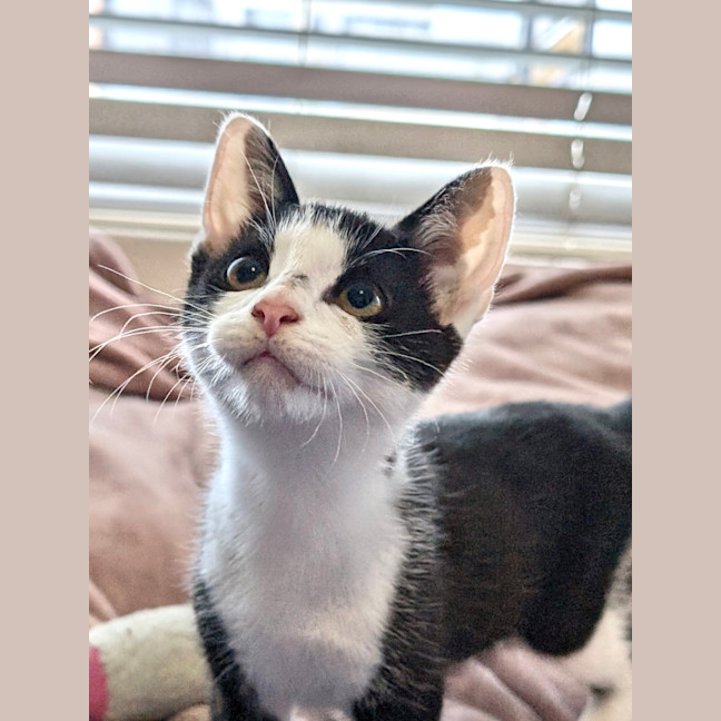 Photo of Beau