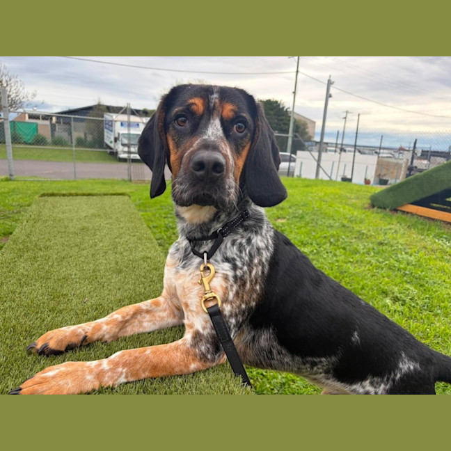 Photo of Paddy (68443)