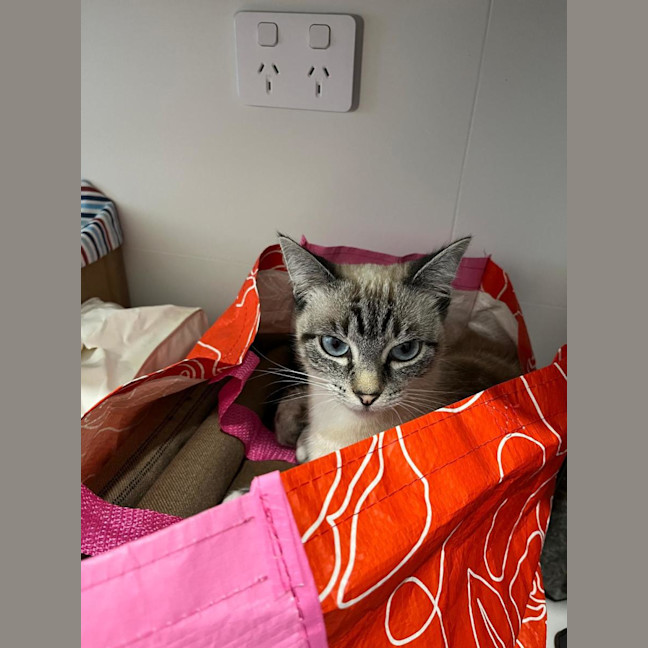Photo of Pearl