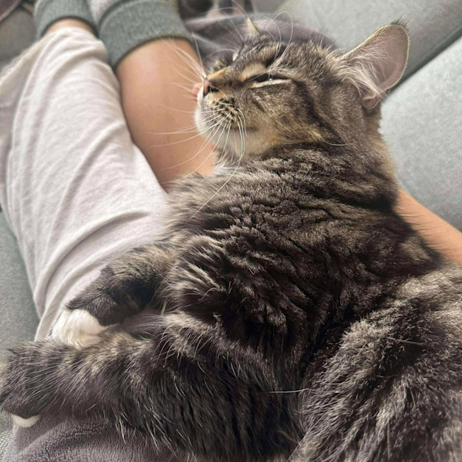 Photo of Pistachio   In Foster Care In Malvern East