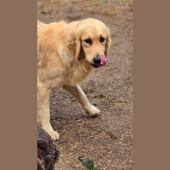 Photo of Stella