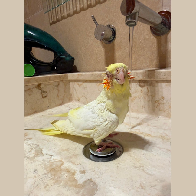 Photo of Spunky Punky