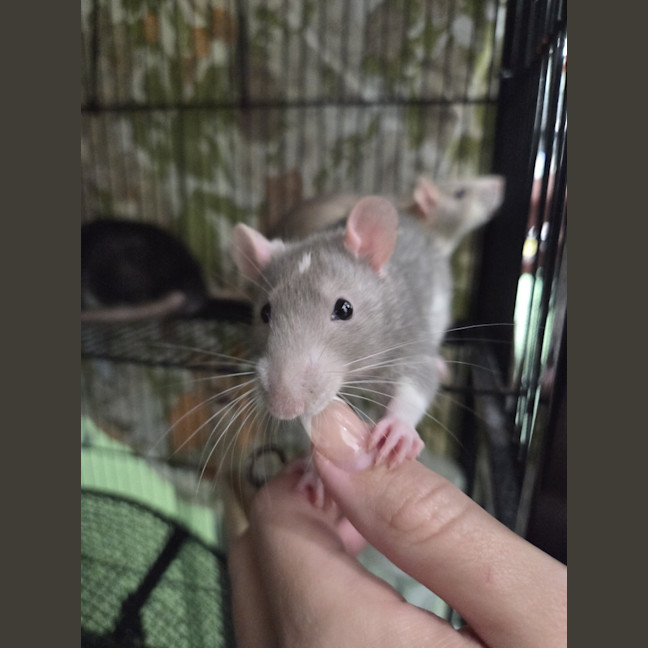 Photo of Ichabod