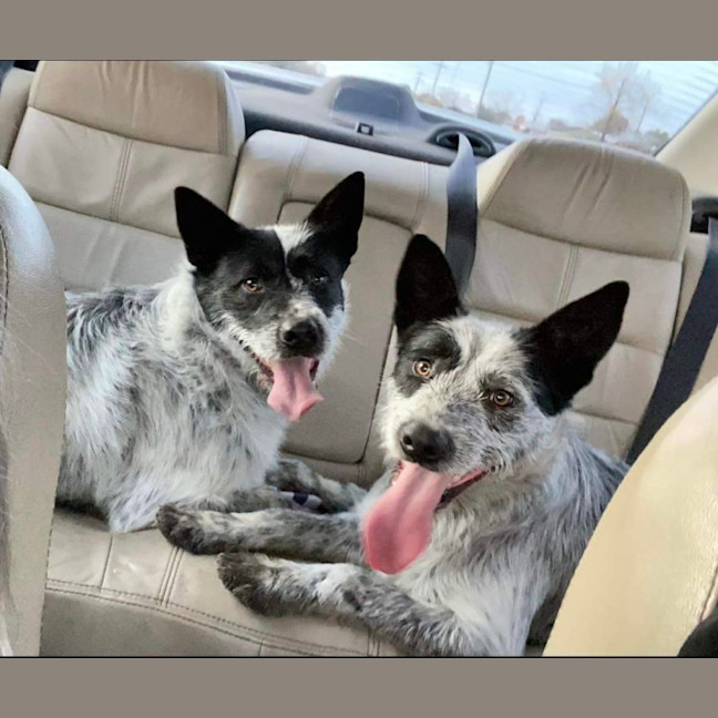 Photo of Benji And Stitch