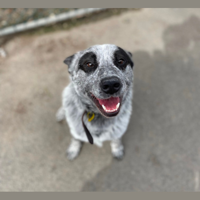 Photo of Spot 