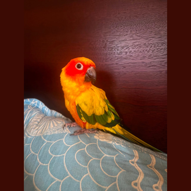 Photo of Bowie
