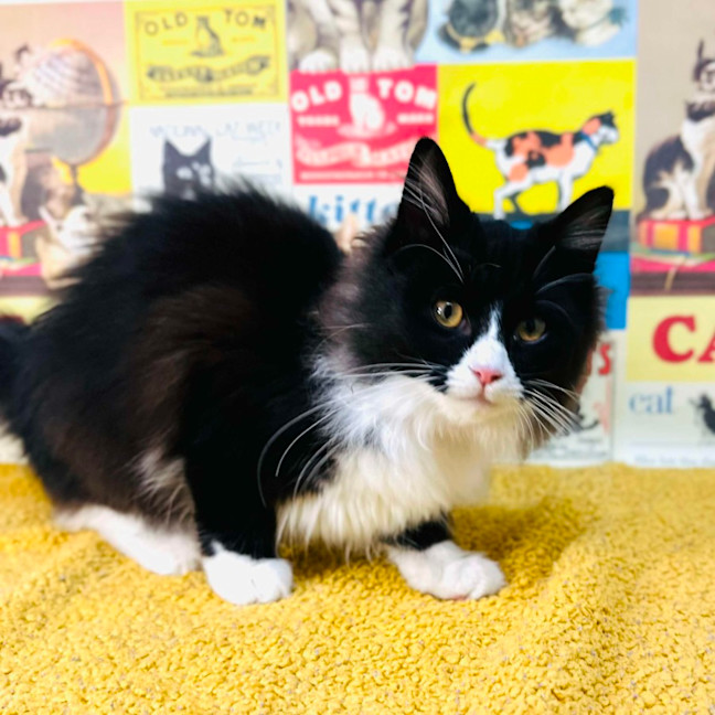 Photo of Odette   Located In Preston 