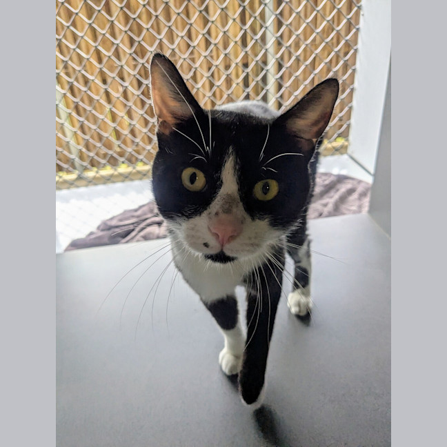 Photo of Sir Meowsalot