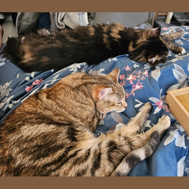 Photo of Nugget & Bellatrix 