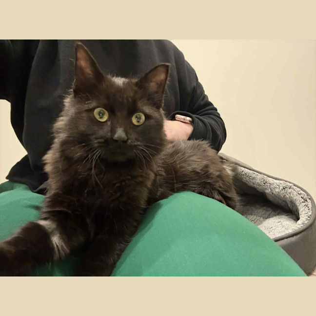 Photo of Sir Floofs A Lot