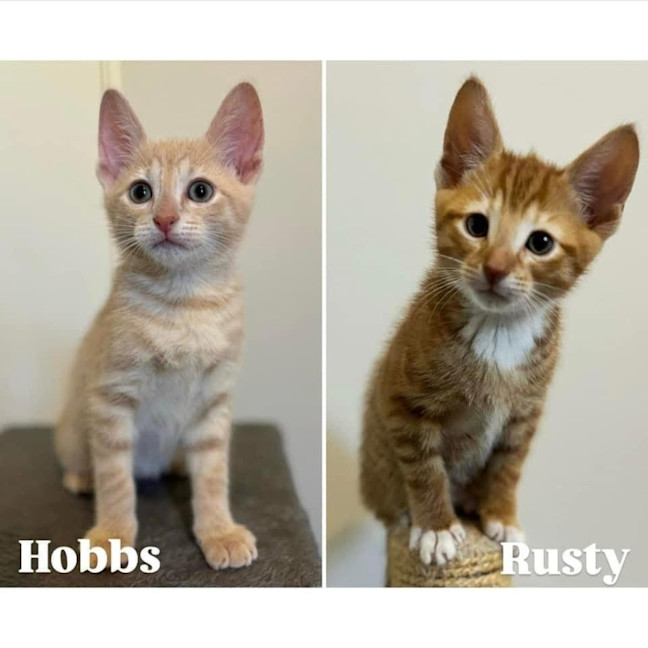 Photo of 11507/6   Hobbs & Rusty 