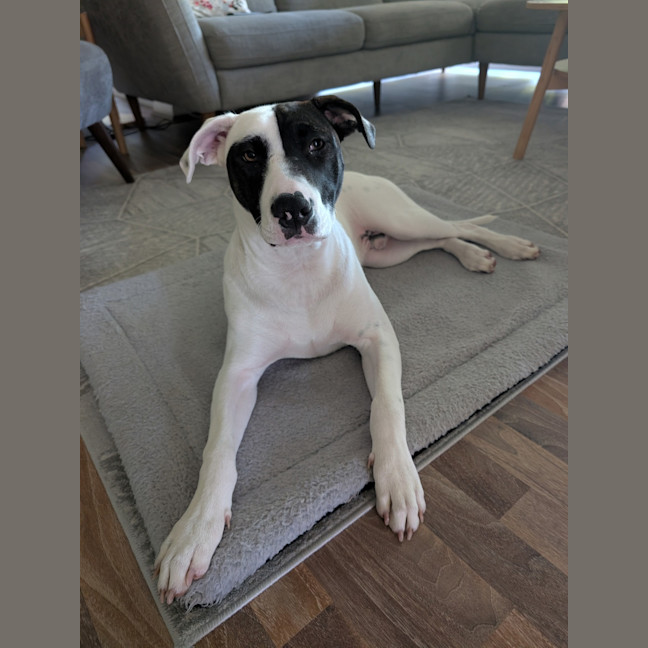 Photo of Mocha