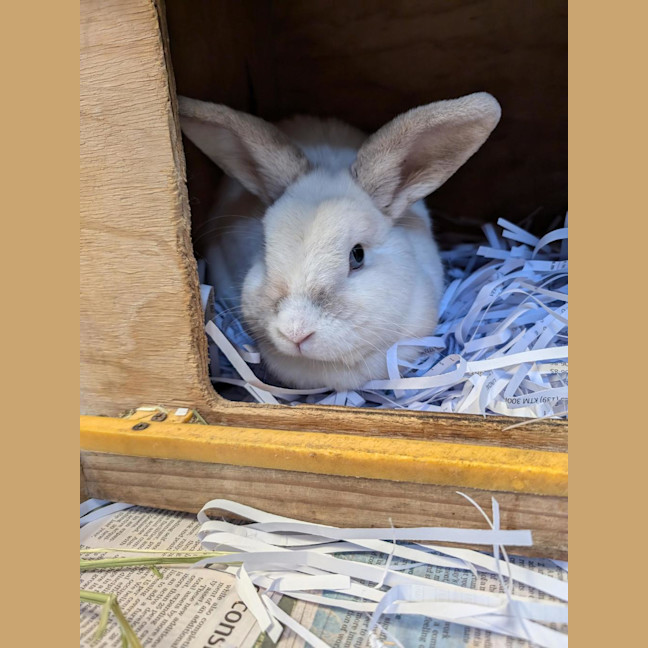 Mrs Hops Female Lop Eared Mix Rabbit in WA PetRescue