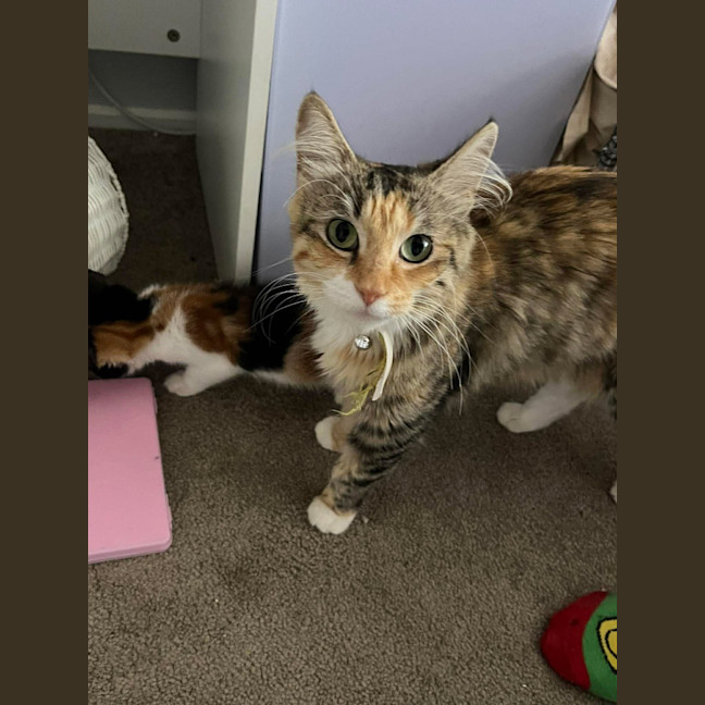 Photo of Honey