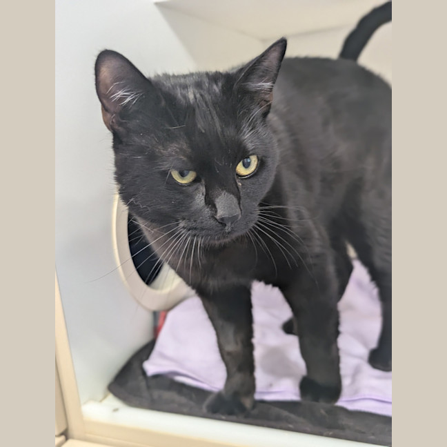 Photo of Binkie