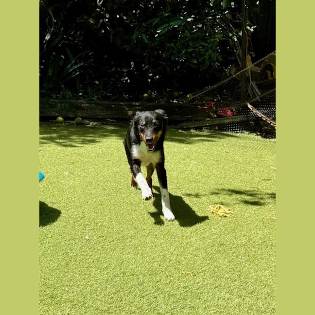 Photo of Poppy   1 Year Old Cattle Dog X