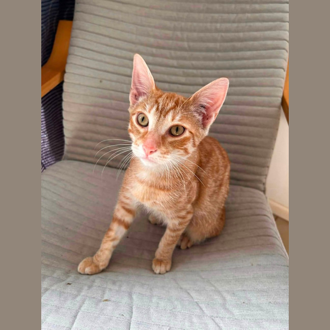 Photo of Bowie 