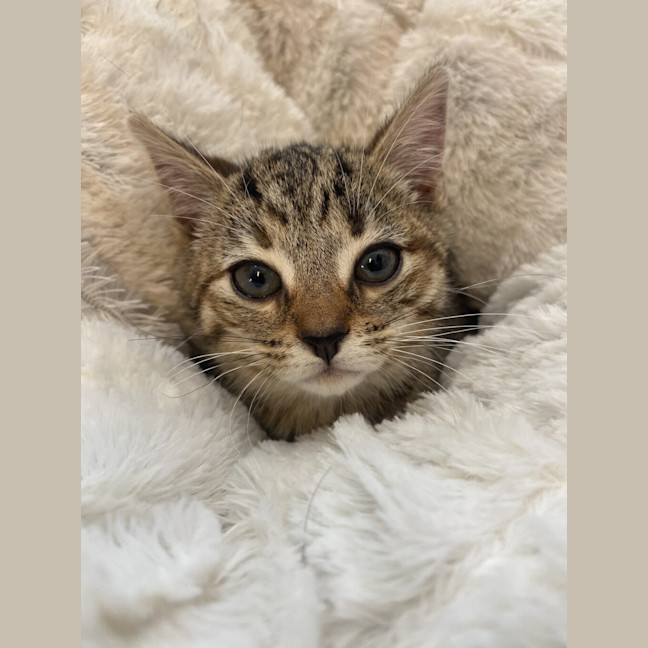 Photo of Tulip