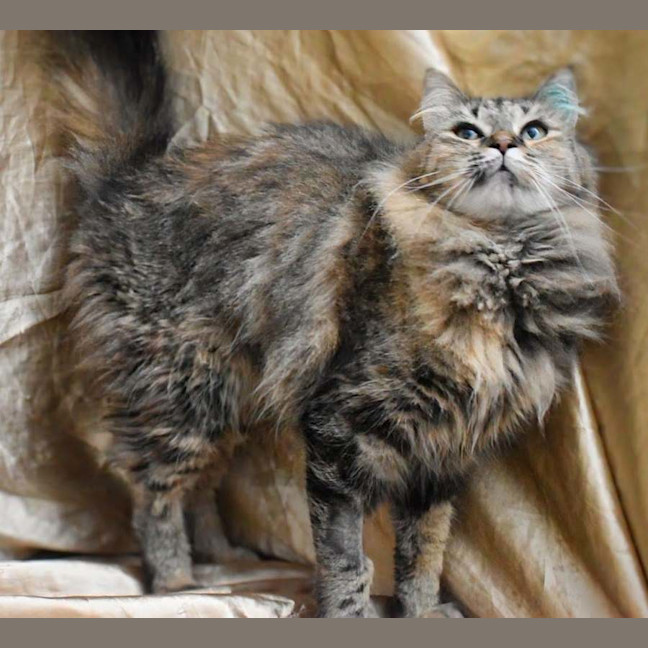 Photo of Patchouli