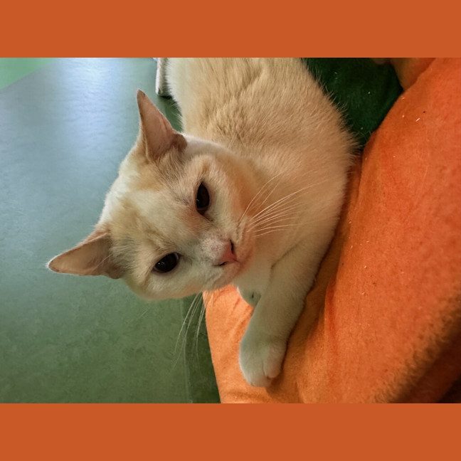 Photo of Taro (Bonded With Toshi)