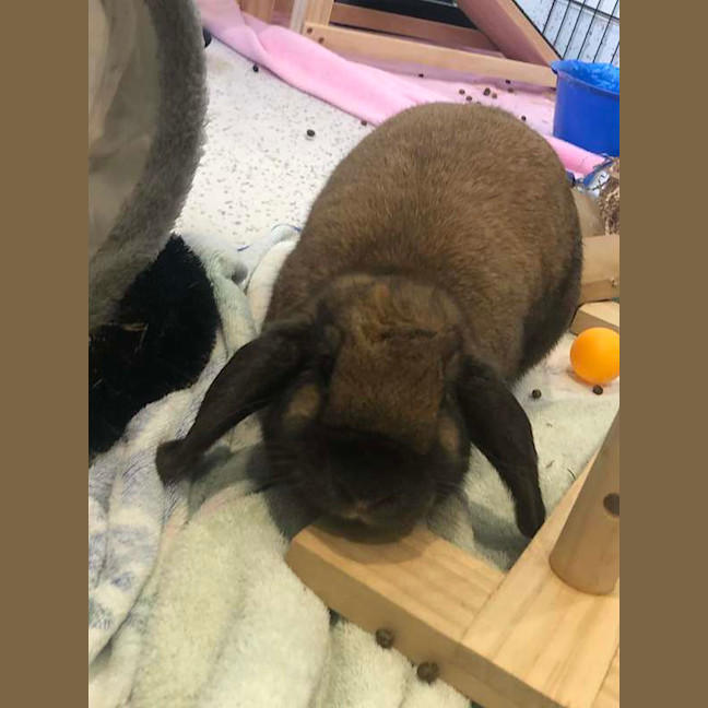 Photo of Toffee