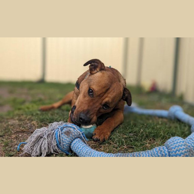 Photo of Rocco