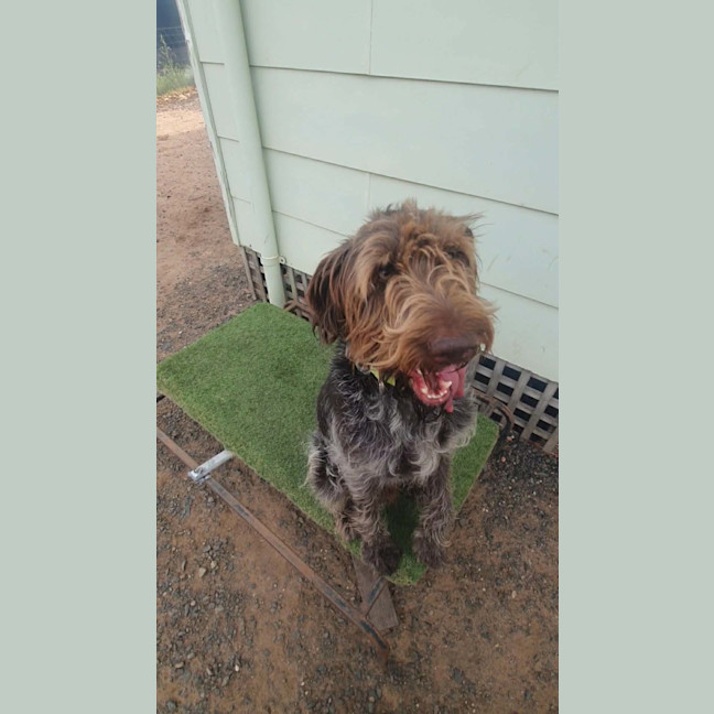 Photo of Winston