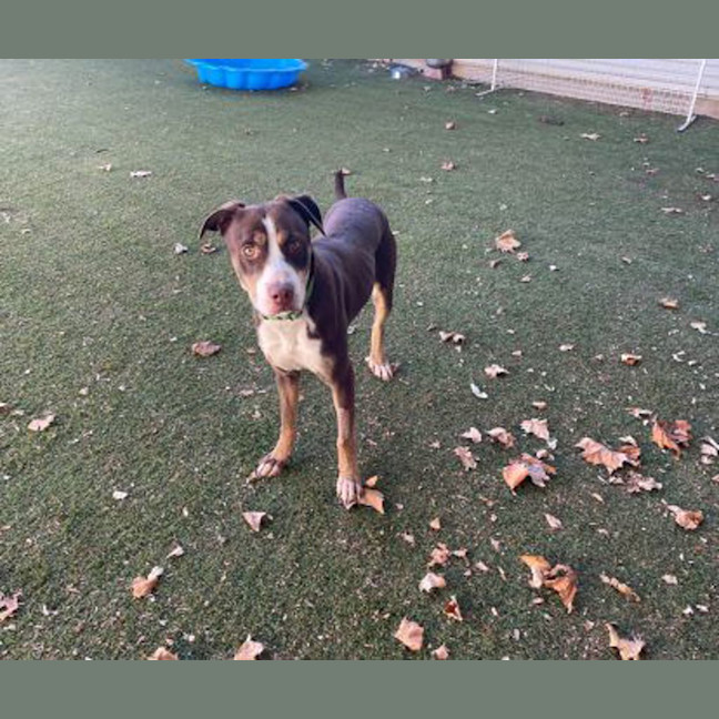 Photo of Sadie