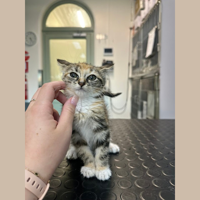 Photo of Sweet Pea