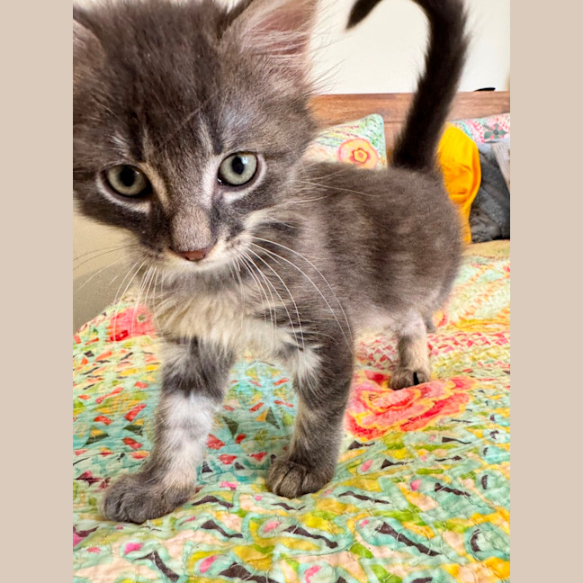 Photo of Chester A.K.A Chesticles