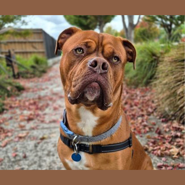 Photo of Barney