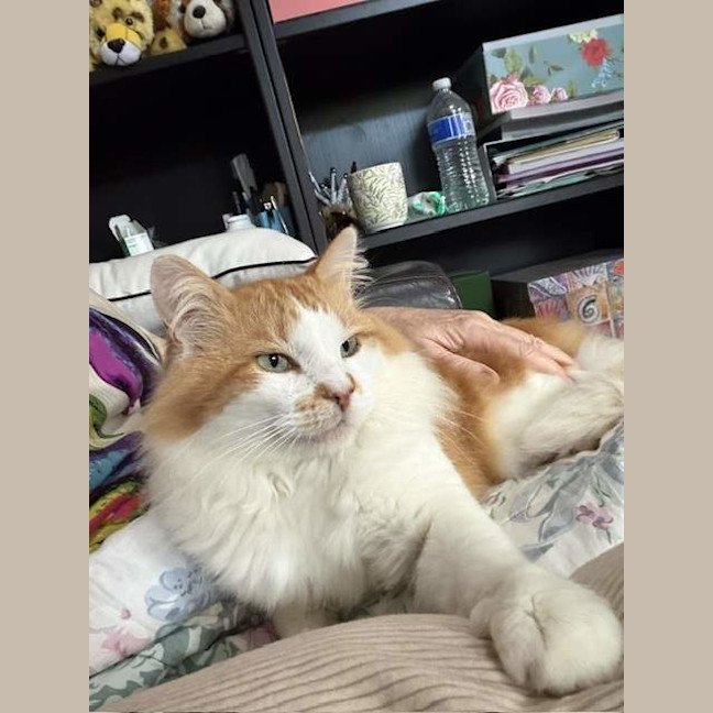 Photo of Nacho