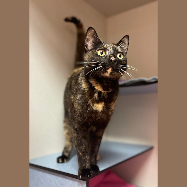 Photo of Mocha