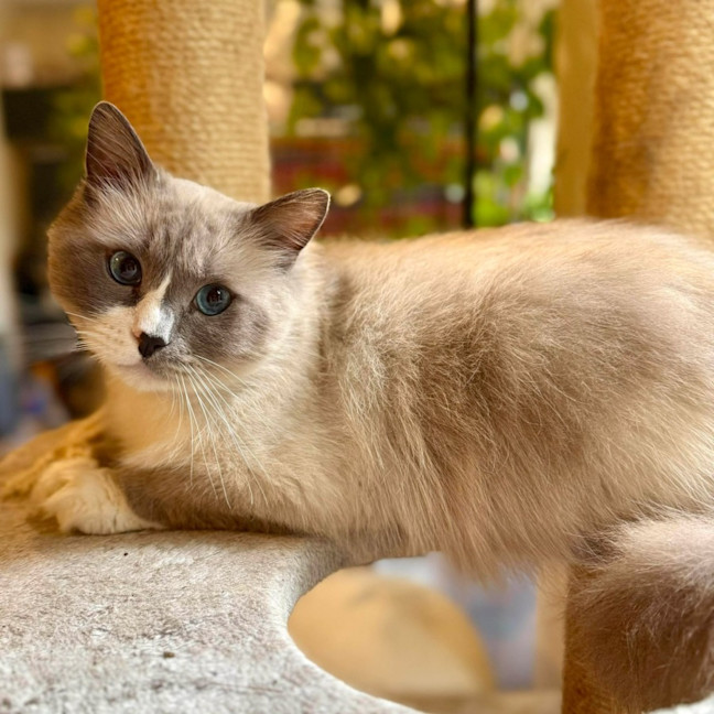 Photo of Theo   In Foster Care In Templestowe