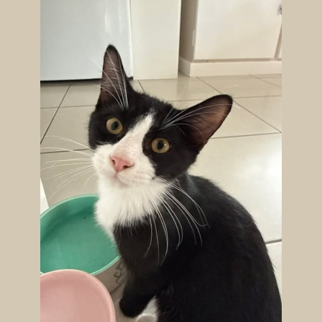 Photo of Button