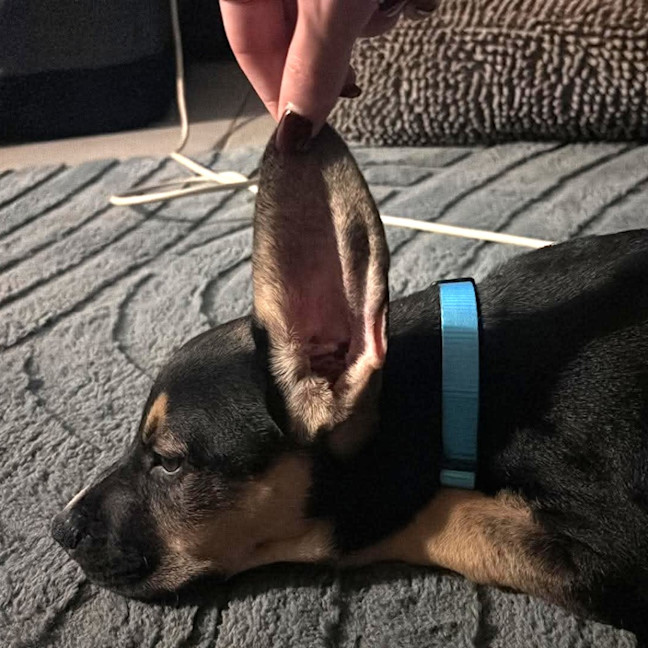 Photo of Roxy