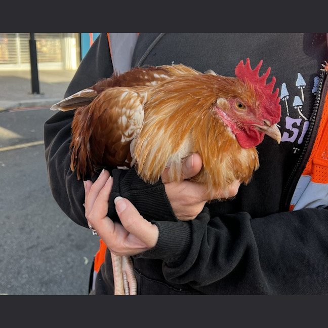 Photo of Henry The Rooster