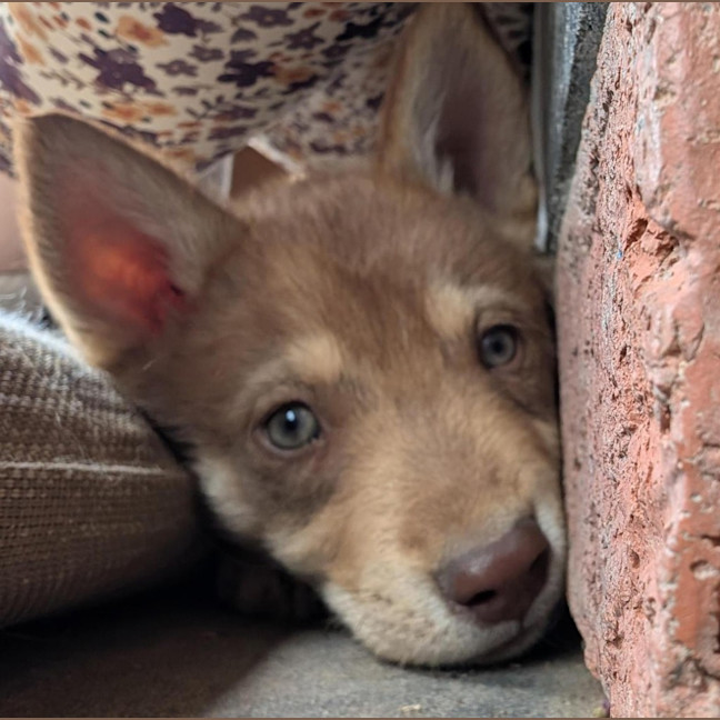 Photo of Scout (Nash)