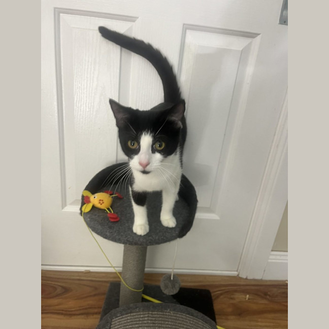 Photo of Zippy   Available At Pet Quarters Rutherford