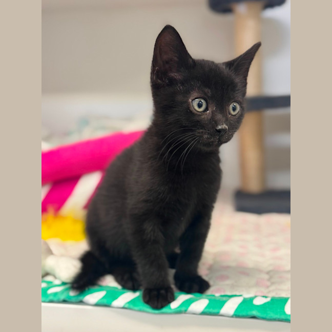 Photo of Frankie