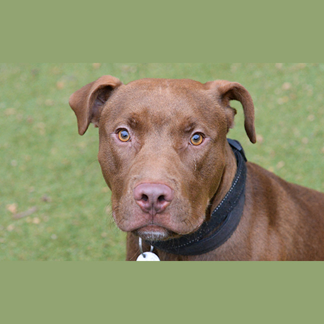 Photo of Darcy