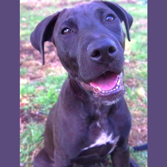 Photo of Wicked Chocolate