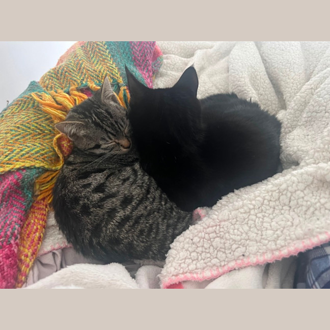 Photo of Junee And Wolfe